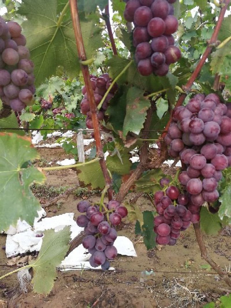 优质精品巨峰葡萄邯郸葡萄种植基地