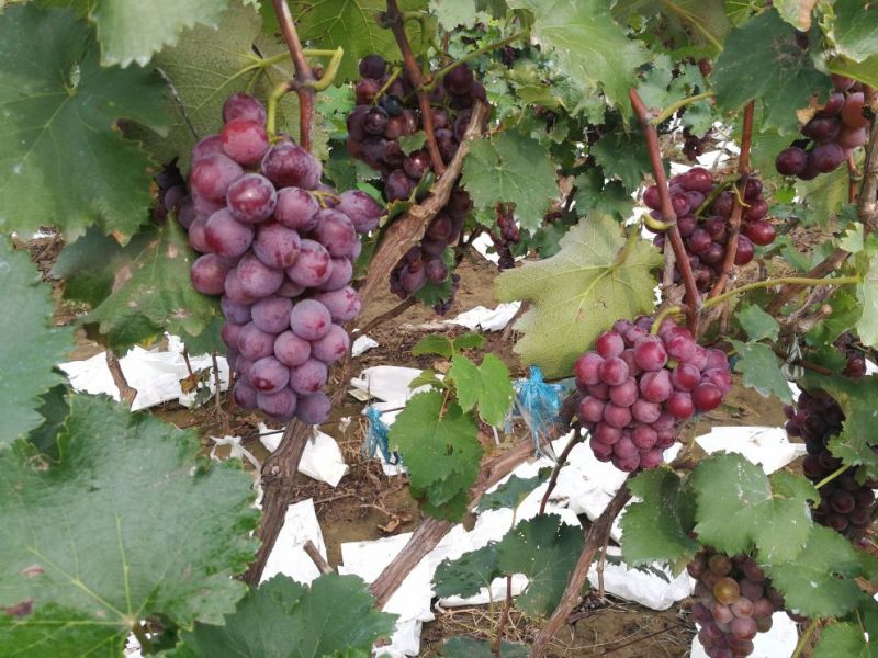 优质精品巨峰葡萄邯郸葡萄种植基地
