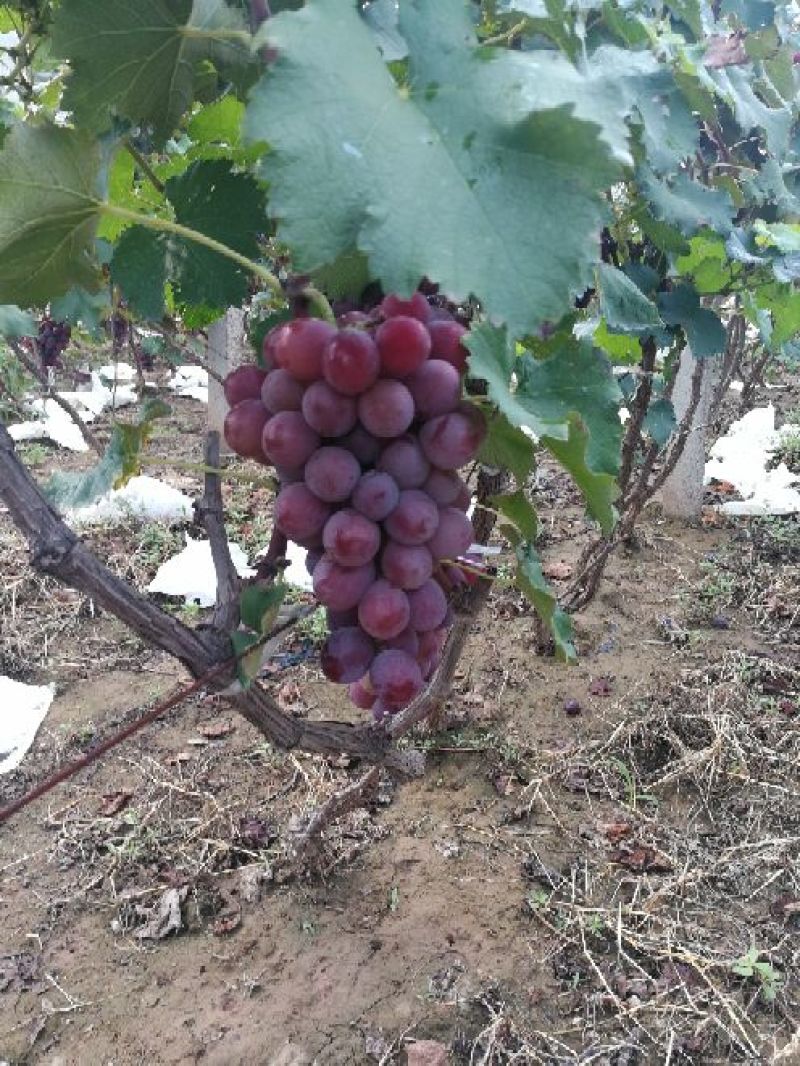 优质精品巨峰葡萄邯郸葡萄种植基地