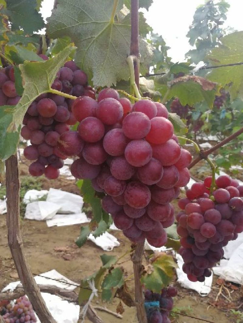 优质精品巨峰葡萄邯郸葡萄种植基地