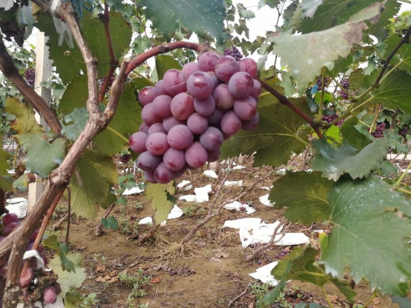 优质精品巨峰葡萄邯郸葡萄种植基地