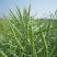 油菜籽2级