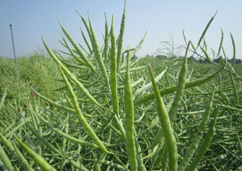油菜籽2级