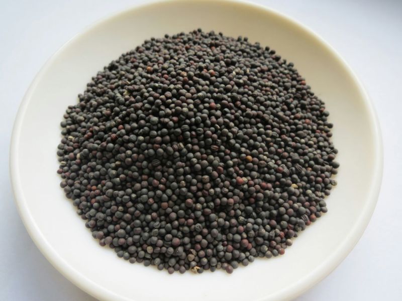 油菜籽2级