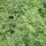 花椒苗1~2年山东花椒苗培育基地品种保证花椒苗批