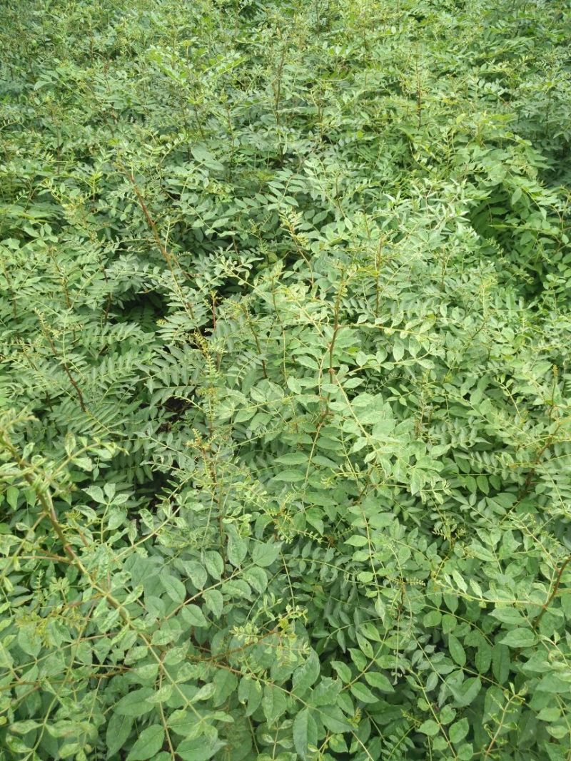 花椒苗1~2年山东花椒苗培育基地品种保证花椒苗批