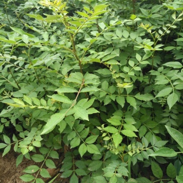 花椒苗1~2年山东花椒苗培育基地品种保证花椒苗批