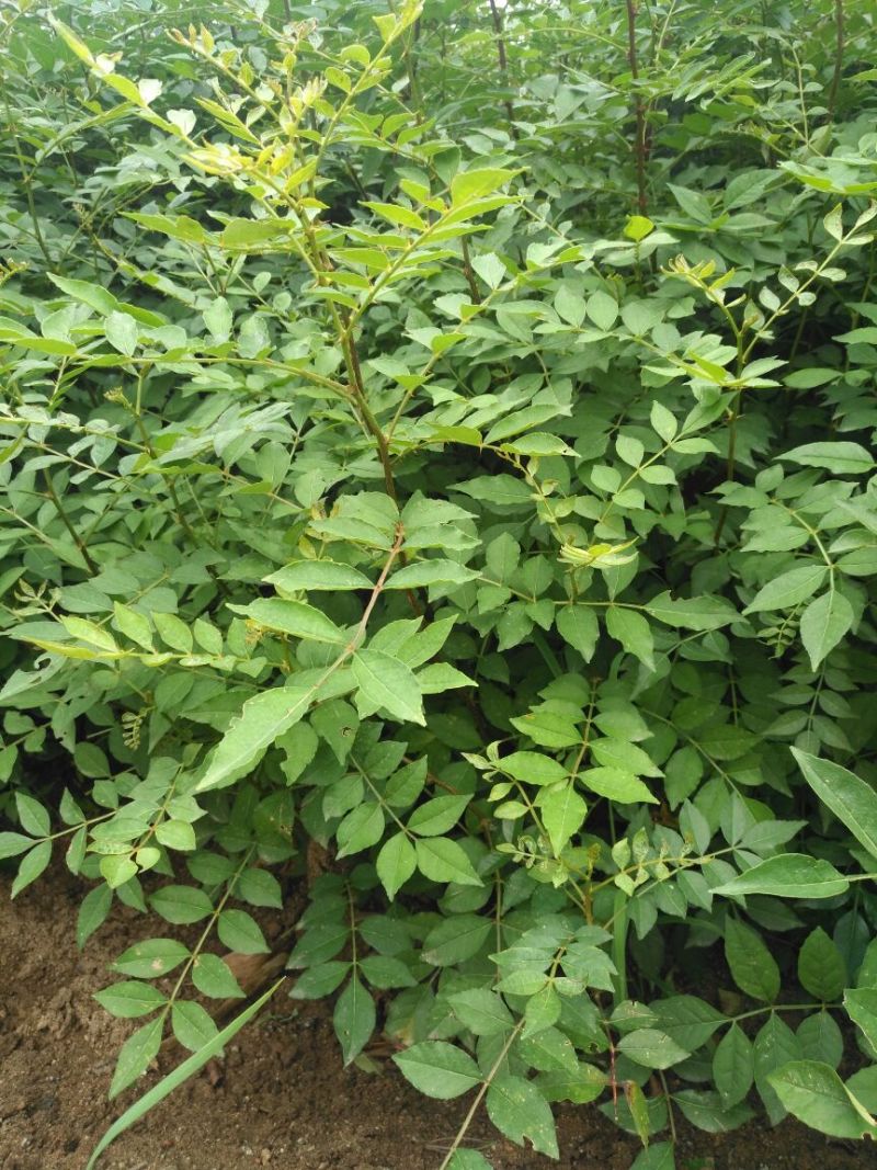 花椒苗1~2年山东花椒苗培育基地品种保证花椒苗批