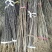 花椒苗1~2年山东花椒苗培育基地品种保证花椒苗批
