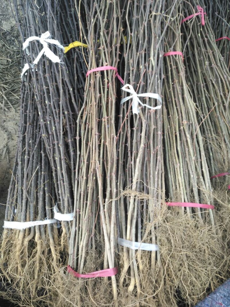 花椒苗1~2年山东花椒苗培育基地品种保证花椒苗批