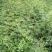 花椒苗1~2年山东花椒苗培育基地品种保证花椒苗批