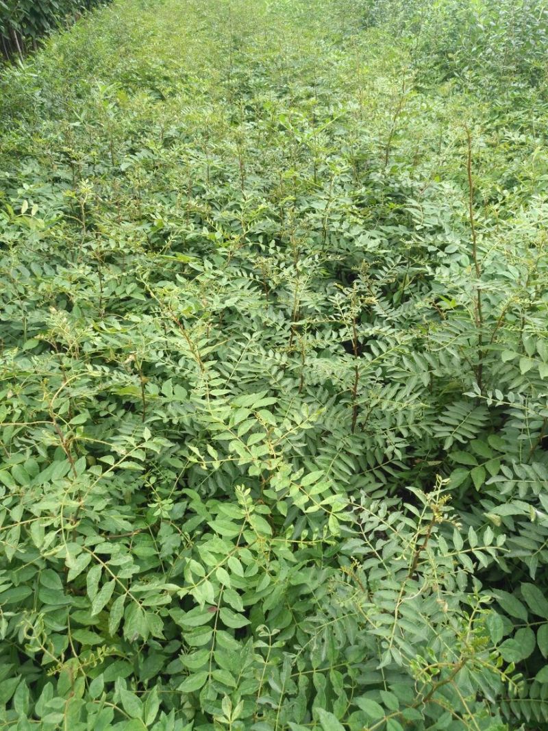 花椒苗1~2年山东花椒苗培育基地品种保证花椒苗批