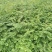 花椒苗1~2年山东花椒苗培育基地品种保证花椒苗批