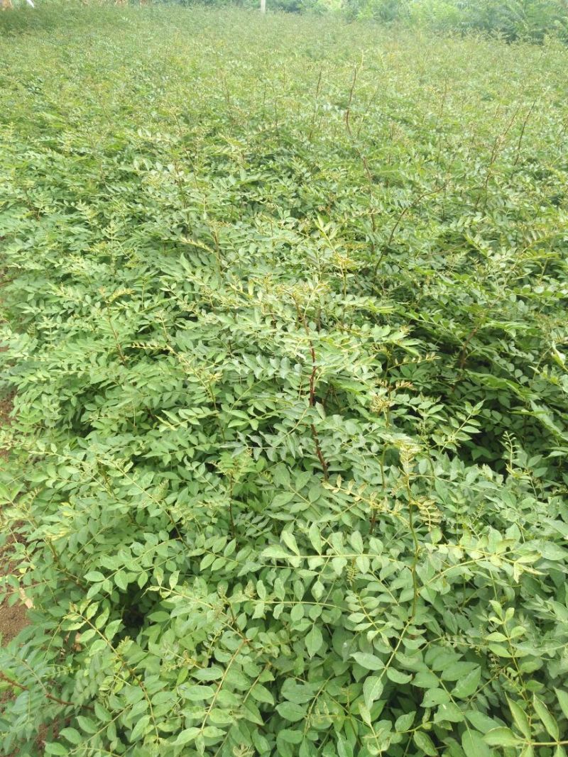花椒苗1~2年山东花椒苗培育基地品种保证花椒苗批
