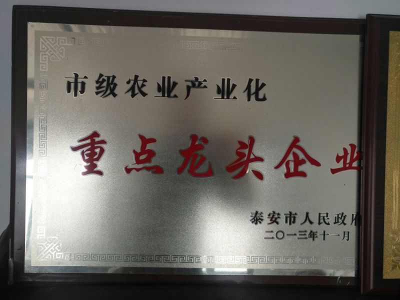 花椒苗1~2年山东花椒苗培育基地品种保证花椒苗批