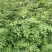 花椒苗1~2年山东花椒苗培育基地品种保证花椒苗批