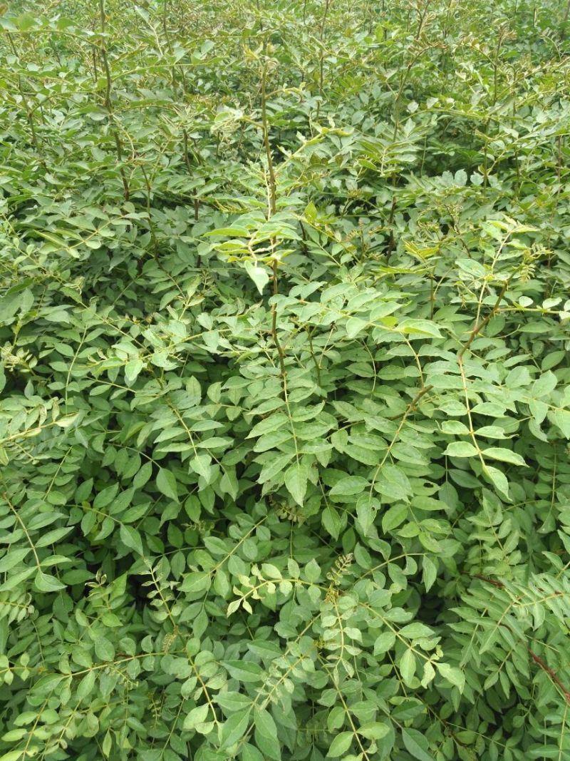 花椒苗1~2年山东花椒苗培育基地品种保证花椒苗批
