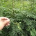 花椒苗1~2年山东花椒苗培育基地品种保证花椒苗批