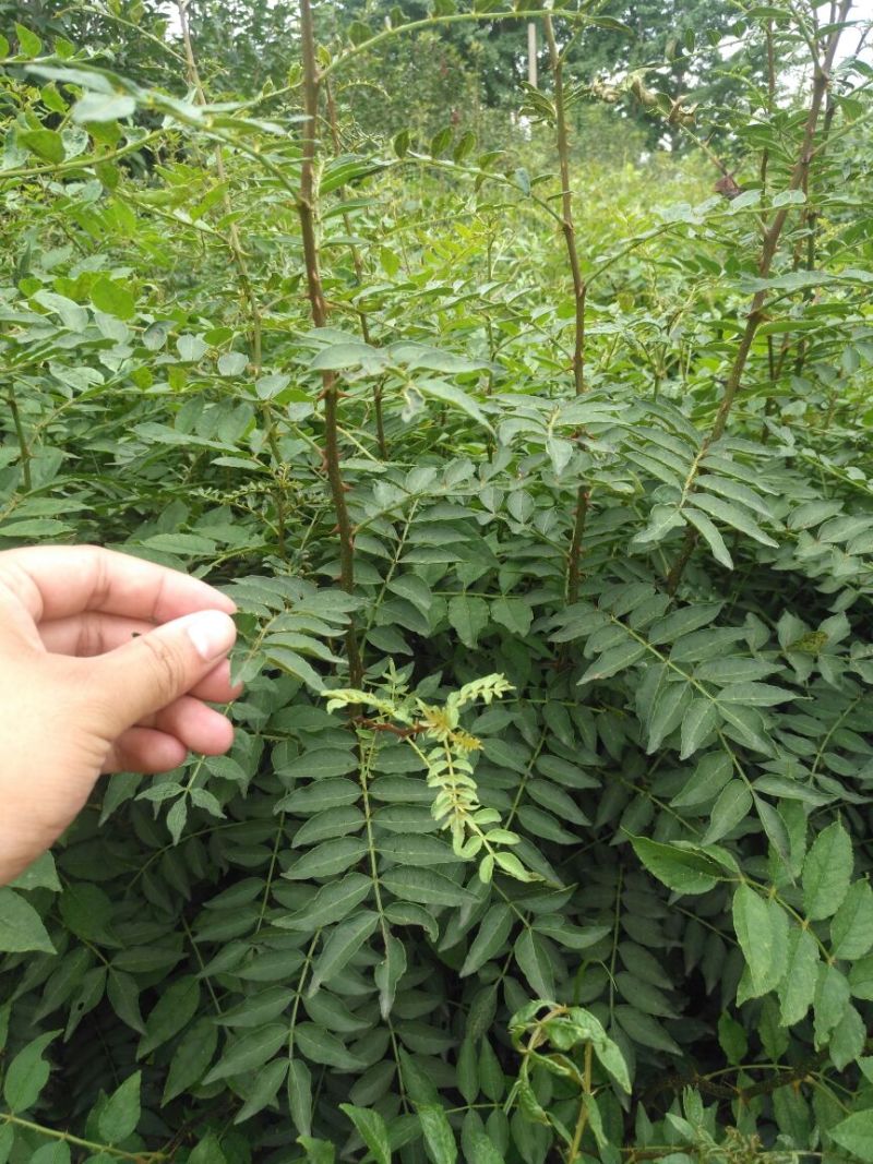 花椒苗1~2年山东花椒苗培育基地品种保证花椒苗批
