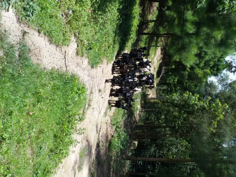 黑山羊种羊30斤以下