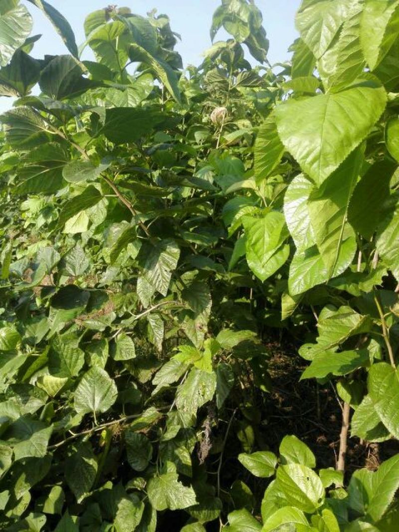桑树1.5～2公分