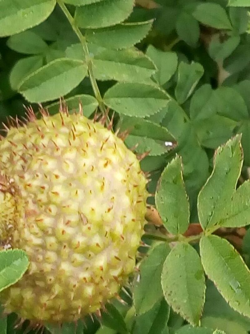 刺梨鲜