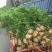 侧柏营养钵侧柏苗1.5米侧柏苗价格3元一棵种植侧柏苗
