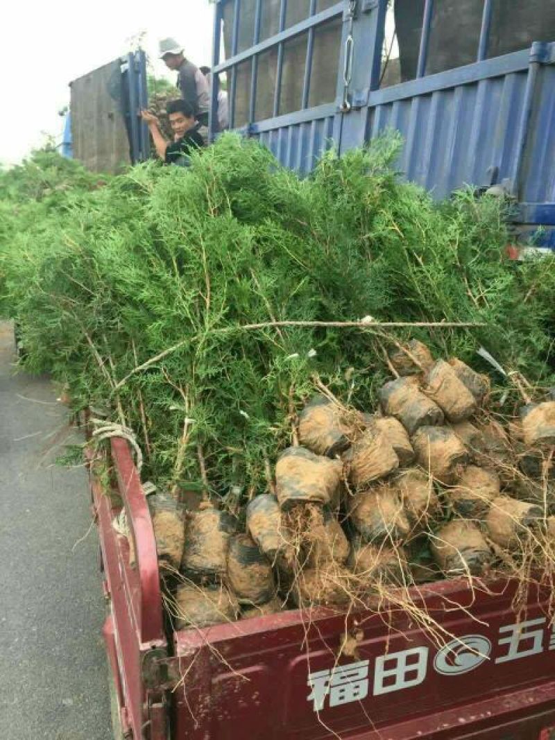 侧柏营养钵侧柏苗1.5米侧柏苗价格3元一棵种植侧柏苗