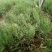 侧柏营养钵侧柏苗1.5米侧柏苗价格3元一棵种植侧柏苗