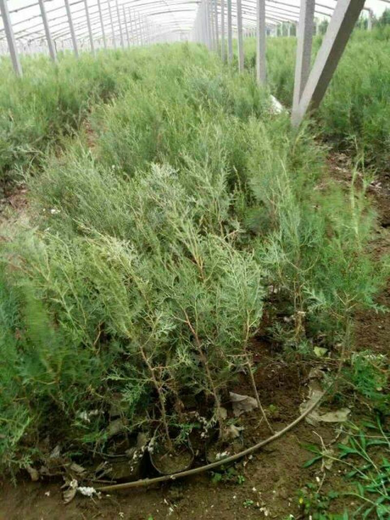 侧柏营养钵侧柏苗1.5米侧柏苗价格3元一棵种植侧柏苗