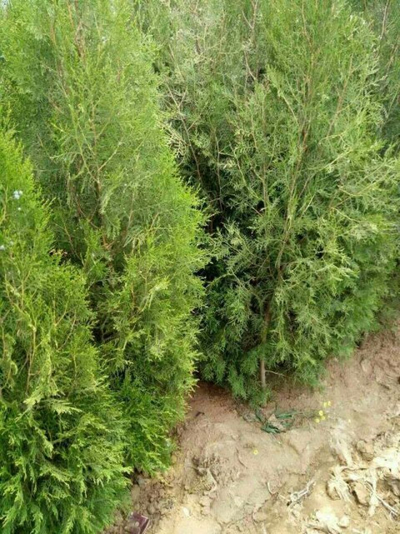侧柏营养钵侧柏苗1.5米侧柏苗价格3元一棵种植侧柏苗