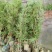 侧柏营养钵侧柏苗1.5米侧柏苗价格3元一棵种植侧柏苗
