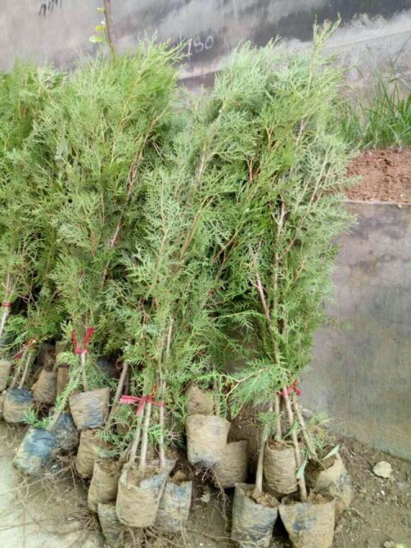 侧柏营养钵侧柏苗1.5米侧柏苗价格3元一棵种植侧柏苗