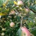 苹果树苗1.5米以上，矮化M26苹果苗