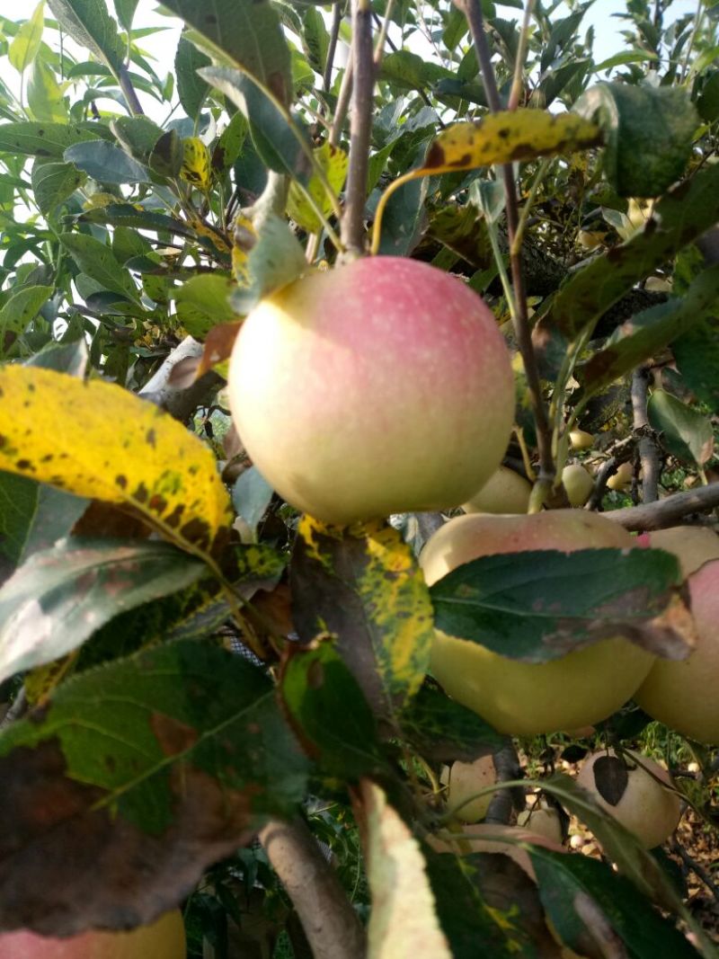 苹果树苗1.5米以上，矮化M26苹果苗