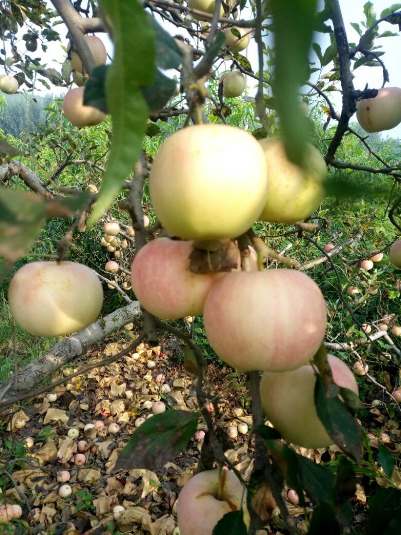 苹果树苗1.5米以上，矮化M26苹果苗