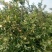 苹果树苗1.5米以上，矮化M26苹果苗