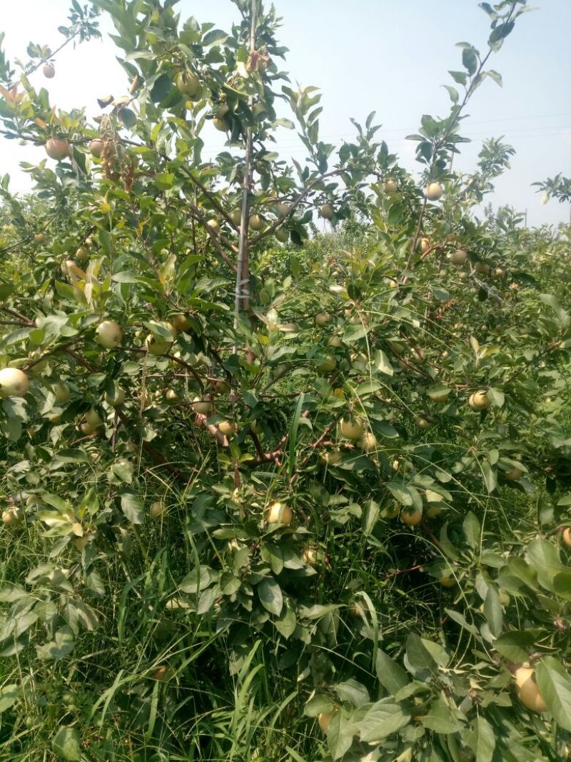 苹果树苗1.5米以上，矮化M26苹果苗