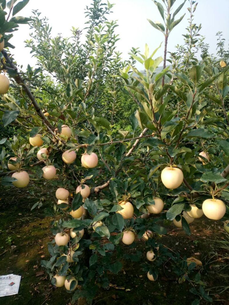 苹果树苗1.5米以上，矮化M26苹果苗