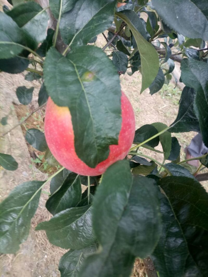 苹果树苗1.5米以上，矮化M26苹果苗