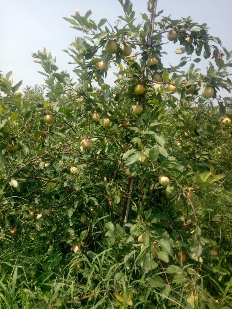 苹果树苗1.5米以上，矮化M26苹果苗