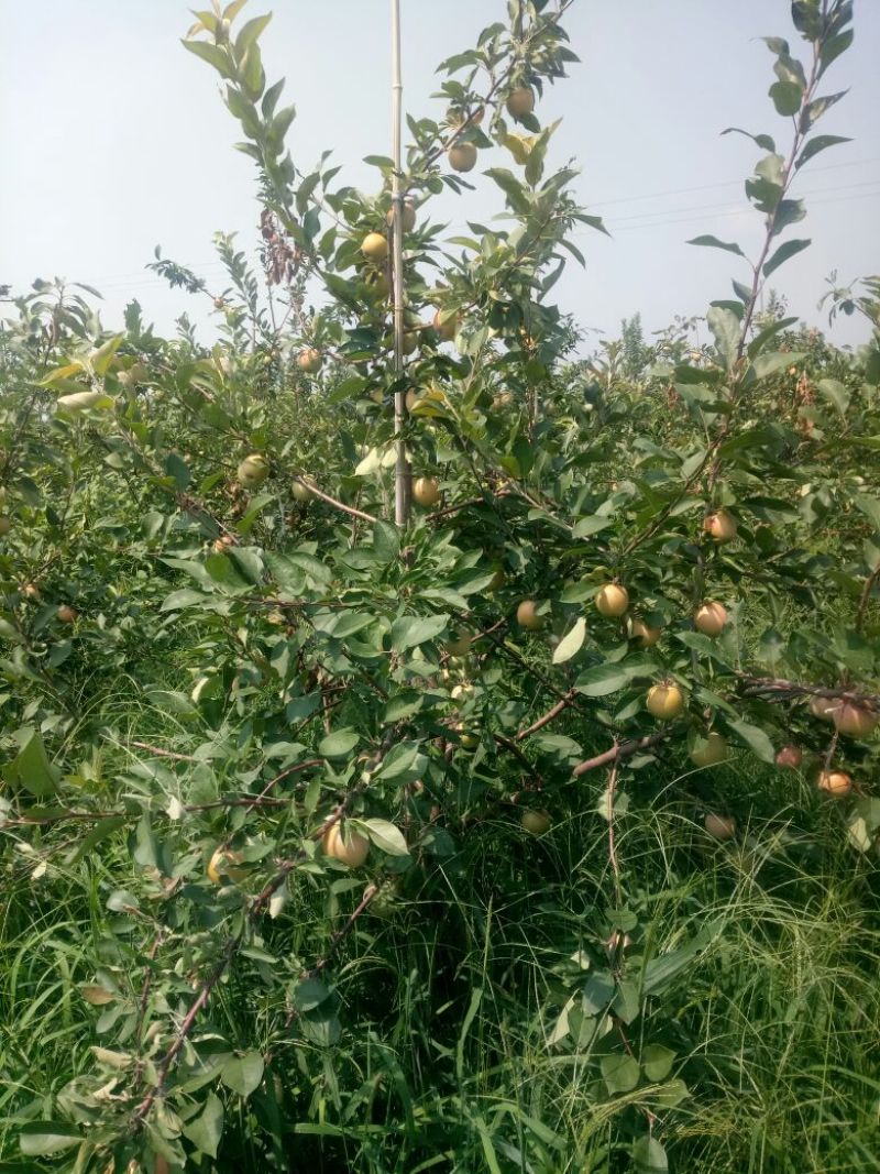 苹果树苗1.5米以上，矮化M26苹果苗