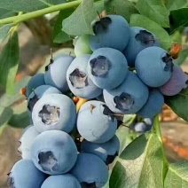 蓝莓苗10cm以下0.5~1年