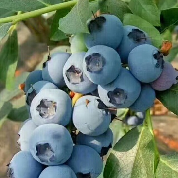 蓝莓苗10cm以下0.5~1年