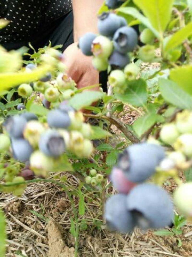 蓝莓苗10cm以下0.5~1年