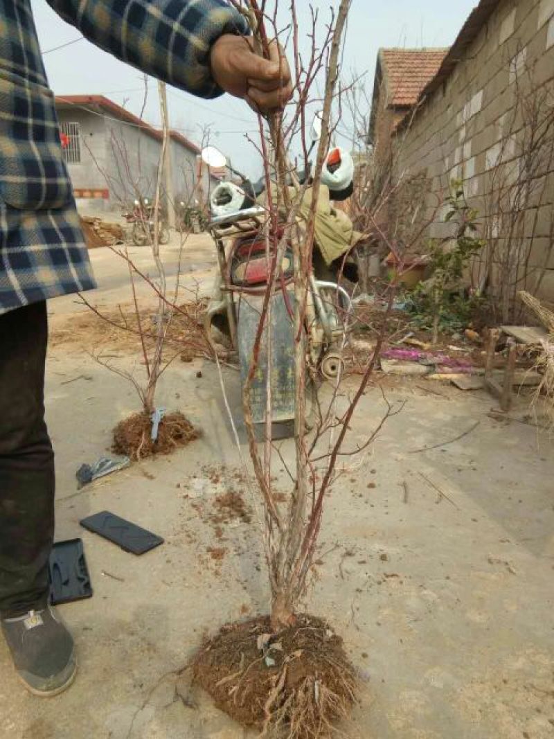 蓝莓苗10cm以下0.5~1年