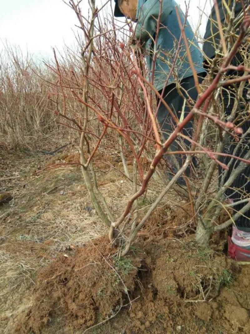 蓝莓苗10cm以下0.5~1年