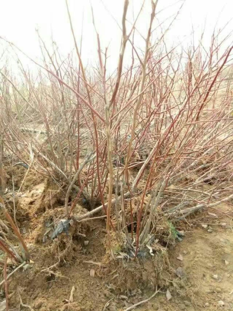 蓝莓苗10cm以下0.5~1年