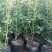 蓝莓苗10cm以下0.5~1年