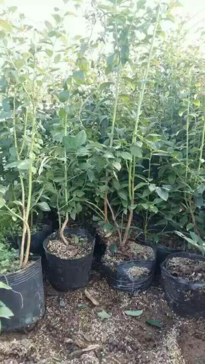 蓝莓苗10cm以下0.5~1年